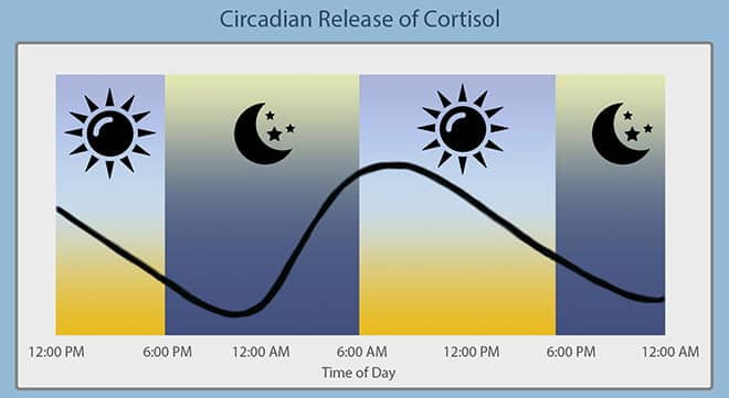 Circadian Rythym of Cortisol