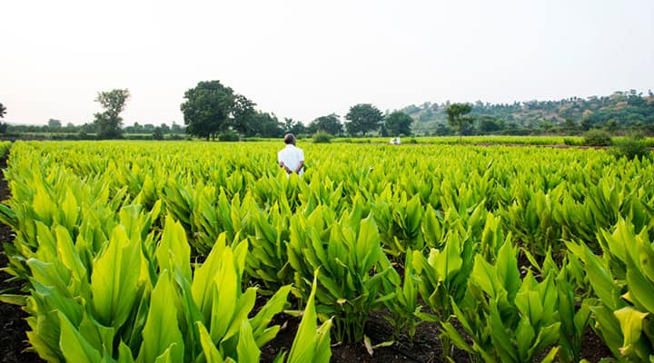 A field of tumeric plants