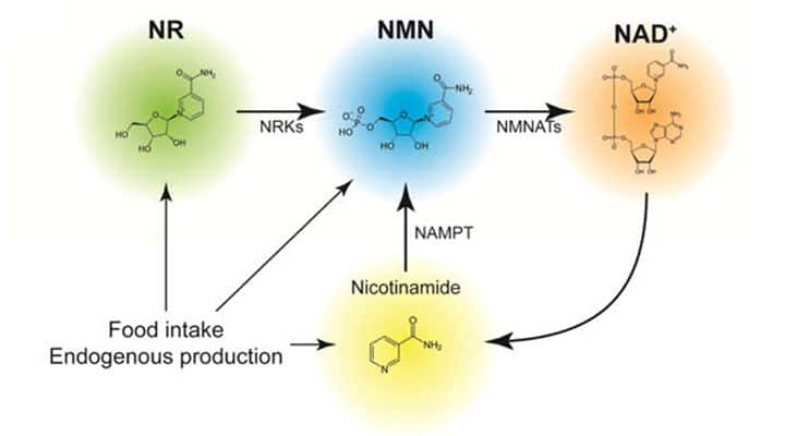 NAD+ intermediates, biosynthetic enzymes, and downstream mediators