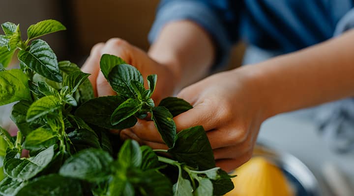 Spearmint has many brain health benefits