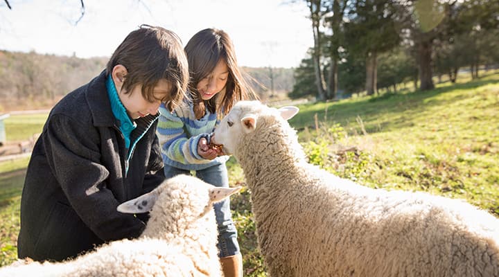 Most vitamin D3 comes from lanolin in sheep's hair